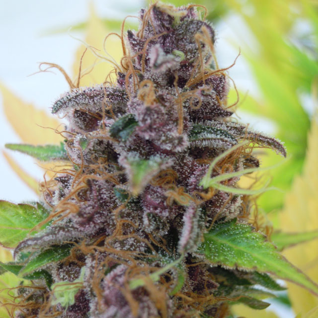 Gelato Auto 5pk + 2 free